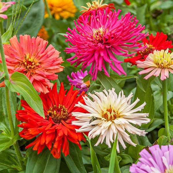 50+ Zinnia Giant Cactus (Mixed Colors) Seeds | Heirloom | Organic | Non-GMO | NEW! 2024 Seeds! |