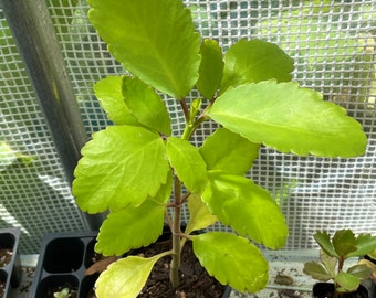 Large Organic Kalanchoe Pinnata 'Miracle Leaf' In 4" Pot | Cathedral Bells | Exact Plant Pictured | Free Plant ID Tag Included |