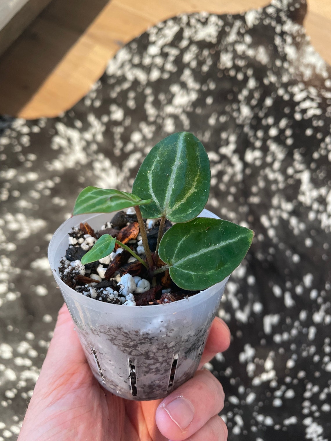 Anthurium Zara X Michelle Etsy