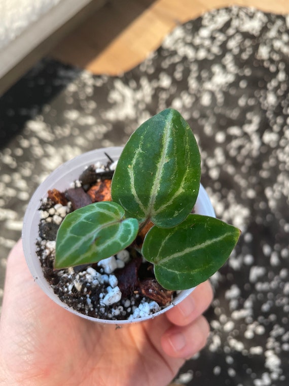 Anthurium Zara X Michelle Etsy