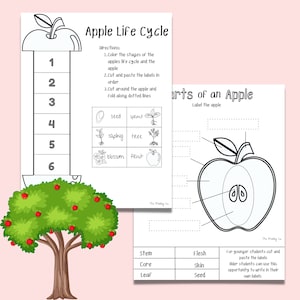 May include: Black and white printable worksheet for children to learn about the life cycle of an apple. The worksheet shows the stages of an apple growing from a seed to a fruit. It also includes a diagram of the parts of an apple with labels for stem, core, leaf, flesh, skin, and seed.