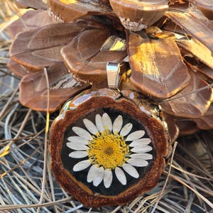Pode incluir: Pingente artesanal com uma flor de margarida prensada embutida em resina. O pingente tem uma moldura de madeira marrom escura e uma argola prateada. A margarida tem pétalas brancas e centro amarelo. O pingente é exibido em agulhas de pinheiro.