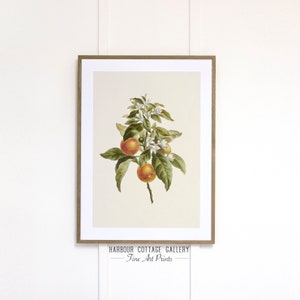 Antique Botanical Print, Oranges Sketch Illustration, Kitchen Wall Art, Printed and Shipped | 168 Oranges