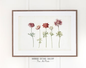 Vintage Anemones Illustration, Delicate Floral Wall Decor, Botanical Flower Painting Study | 138 Anemones