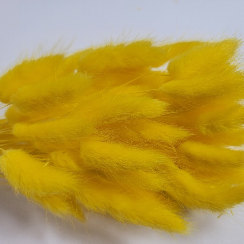 60 strms Yellow Dried Bunny Tail Rabbit Grass Stems Lagurus Grass CHOOSE C0LOR Naturally Dried Boho Wedding Decor. yellow