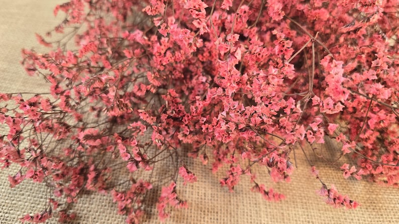 Pink Preserved German Statice: Dried Limonium Flowers, DIY Arranging (19-20" Tall) image 8