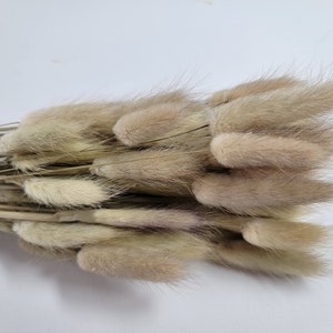 60 strms Yellow Dried Bunny Tail Rabbit Grass Stems Lagurus Grass CHOOSE C0LOR Naturally Dried Boho Wedding Decor. natural