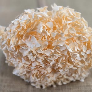 Preserved Hydrangea In Champagne, Preserved Hydrangea, Dried Hydrangea, Preserved Flowers, Dried Flowers, Real Flowers, Wedding Flowers