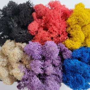 Preserved Reindeer Moss: 6 Color Terrarium Moss