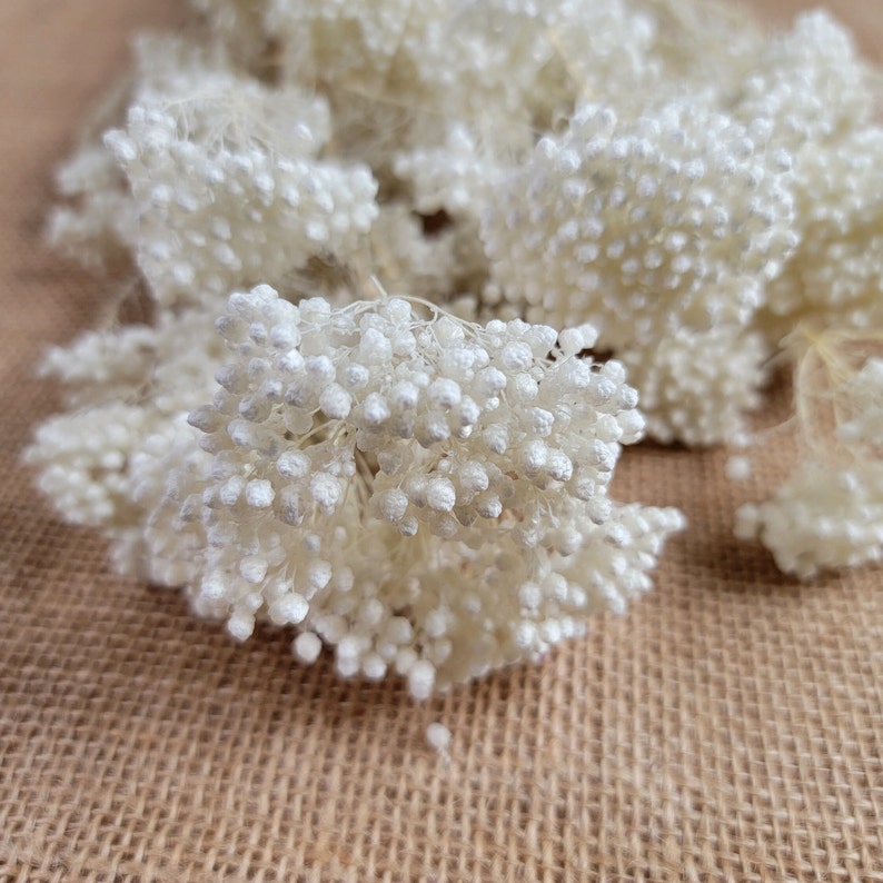 White Preserved rice flower, flowers for bouquets, wedding flowers, filler, dried flowers arrangements, Wedding decor, 1920tall, image 2