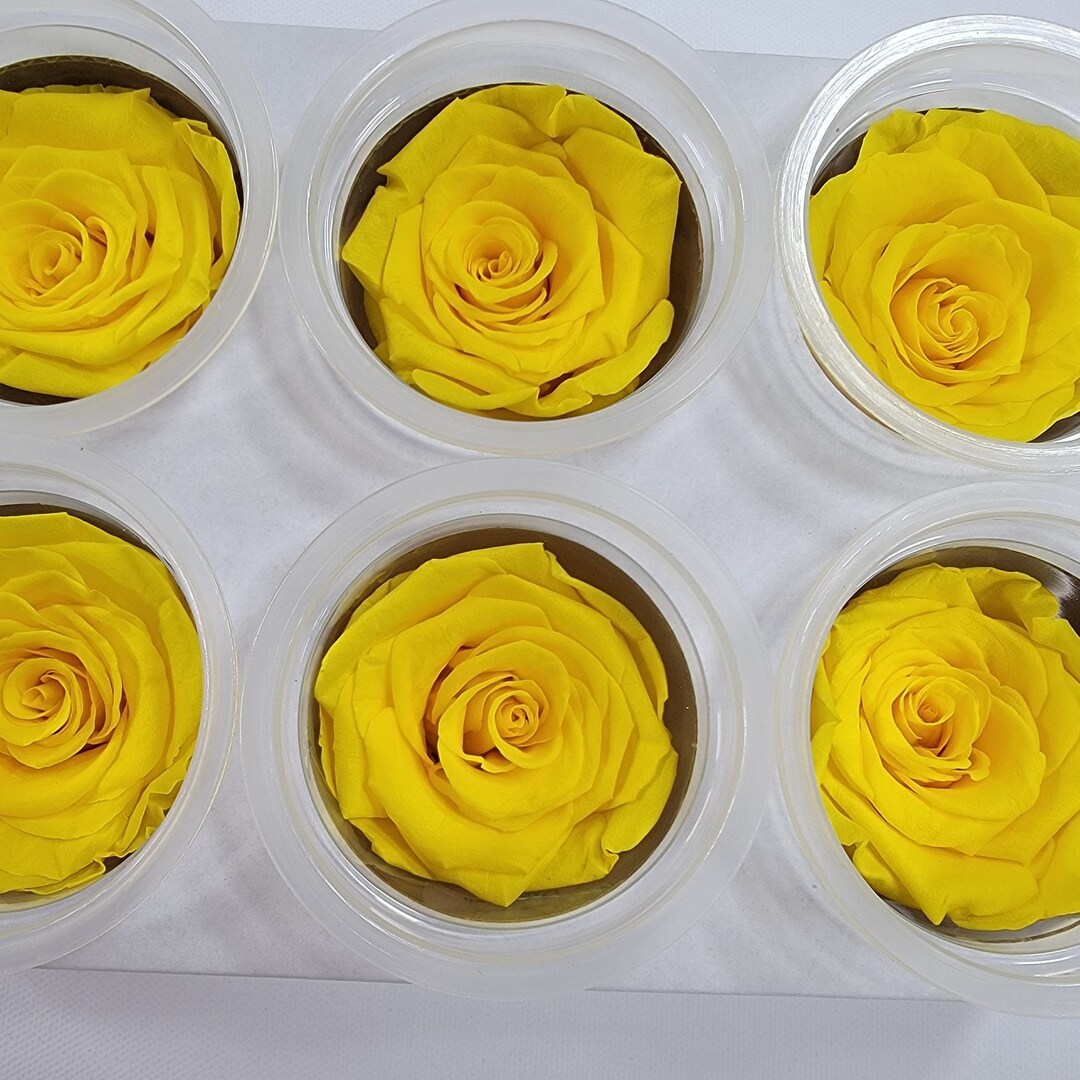 Preserved Yellow Roses - 6 Pack - Forever Flowers - Etsy