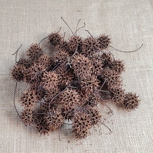 50 Sweet Gum Tree Balls / Seed Pods / Sweet Gum Balls / Natural Craft Supply / Wreath Supply image 1