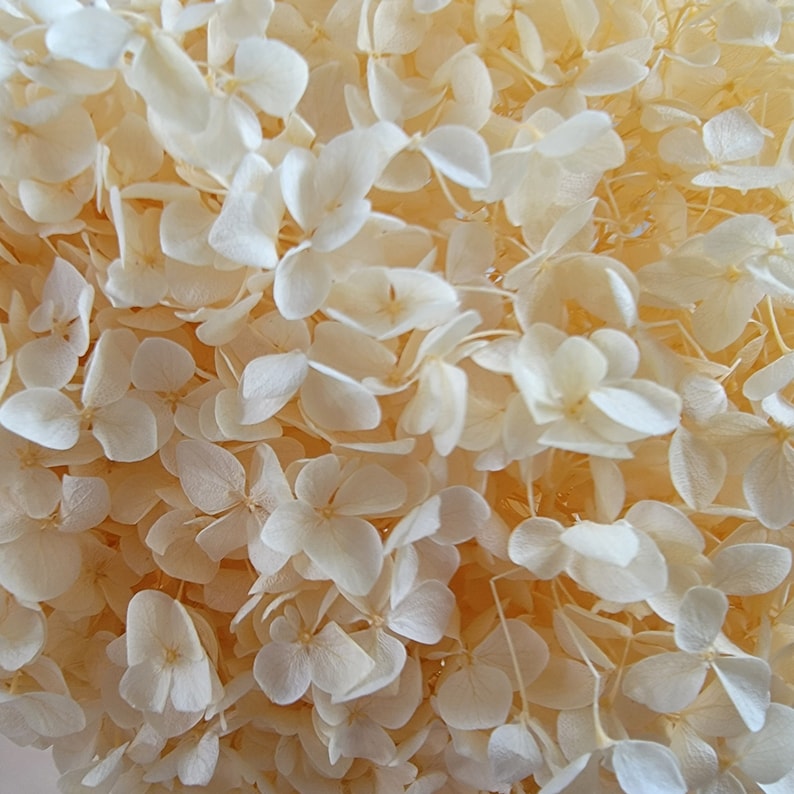 May include: A bunch of dried hydrangeas in a creamy white color. The flowers are delicate and have a soft, feathery texture.