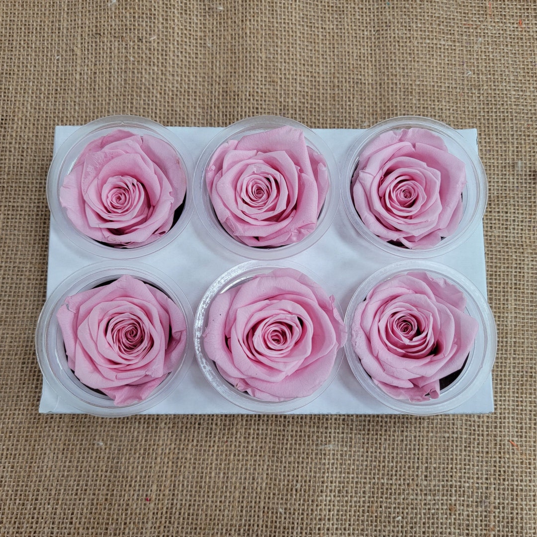 Prontable Pink Roses 6 Light Pink Preserved Roses: DIY Floral Arrangements - Etsy
