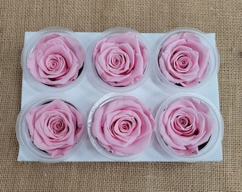 6 Light Pink Preserved Roses: DIY Floral Arrangements