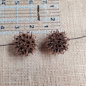 50 Sweet Gum Tree Balls / Seed Pods / Sweet Gum Balls / Natural Craft Supply / Wreath Supply image 4