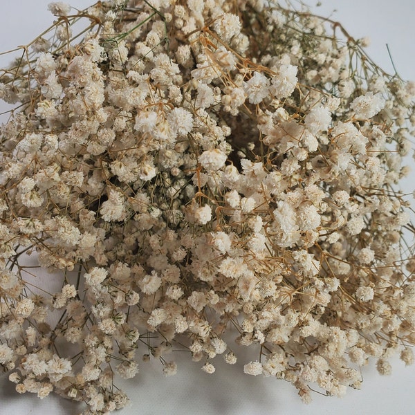 Natural Beige  Preserved Baby's Breath Bundle, Unbleached Baby's Breath, Natural Gypsophilia, Preserved Gypsophilia