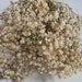 see more listings in the Preserved Baby's Breath section