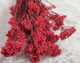 Light Red Preserved rice flower, flowers for bouquets, wedding flowers, filler, dried flowers  arrangements, Wedding decor, 19"-20"tall,
