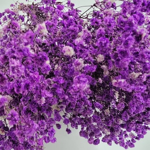 Purple Preserved Baby&#39;s Breath Bundle: Natural Gypsophilia, 17&quot;