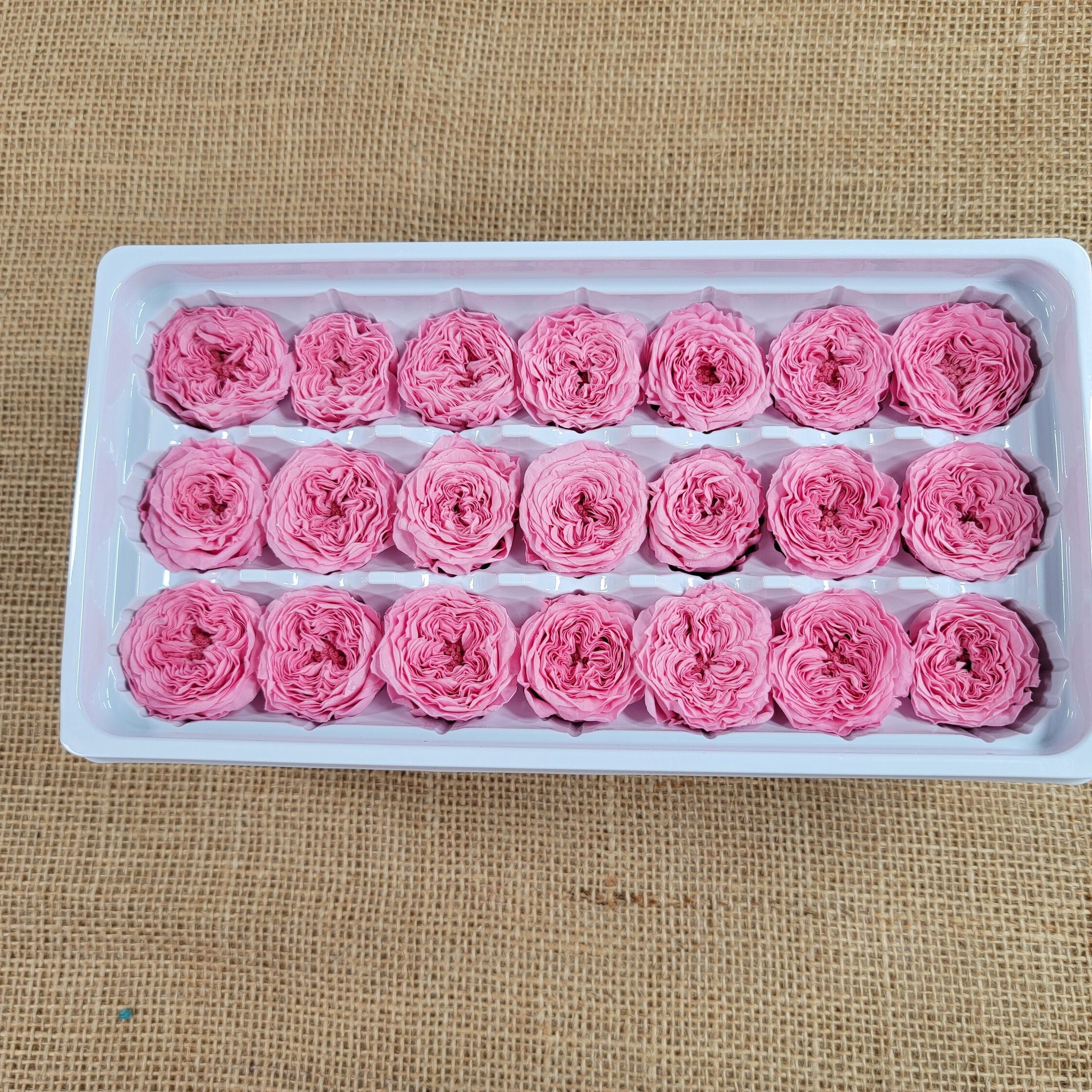 Shredded Roses 21 Preserved Roses Sweet Pink, Dried Flower / Prom, Mother's Day ...