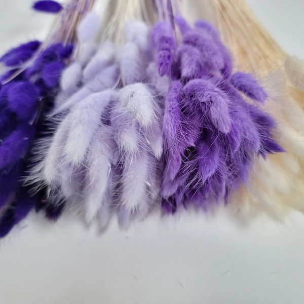 Purple Dried Bunny Tail Rabbit Grass Stems - Lagurus Grass  - CHOOSE C0LOR - Naturally Dried - Lagurus Pampas Grass - Boho Wedding Decor