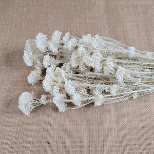 White Preserved rice flower, flowers for bouquets, wedding flowers, filler, dried flowers arrangements, Wedding decor, 1920tall, image 4