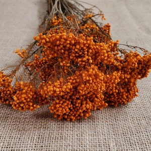 Orange Preserved Rice Flower: Dried Floral Arrangement Filler (19-20" Tall)