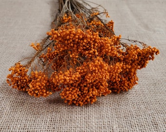 Orange Preserved Rice Flower: Dried Floral Arrangement Filler (19-20&quot; Tall)