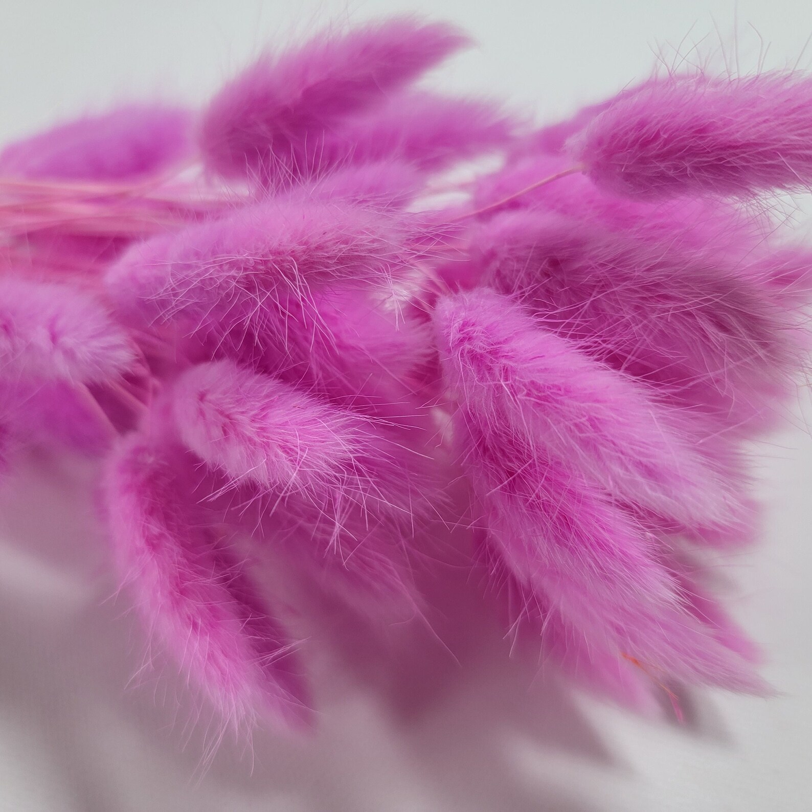 60 Stems Pink Dried Bunny Tail Rabbit Grass Stems Lagurus Etsy