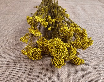 Yellow Preserved rice flower, flowers for bouquets, wedding flowers, filler, dried flowers  arrangements, Wedding decor, 19&quot;-20&quot;tall,