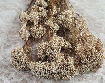 Beige Preserved Rice Flower: Dried Floral Arrangement, Wedding Decor (19-20" Tall)