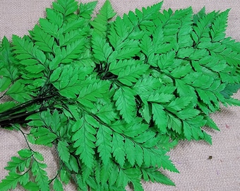 Preserved Fern, Green Leather Leaf, 10 Stems Preserved Soft and Whispy Wedding Ferns-Tree Fern-Green Ferns-Floral Decor