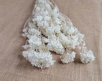 May include: A bundle of dried, off-white flowers with small, clustered buds. The stems are thin and beige, and the flowers are arranged in a cascading pattern. The background is a textured, tan fabric.