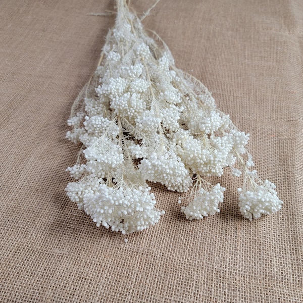 White Preserved rice flower, flowers for bouquets, wedding flowers, filler, dried flowers  arrangements, Wedding decor, 19"-20"tall,