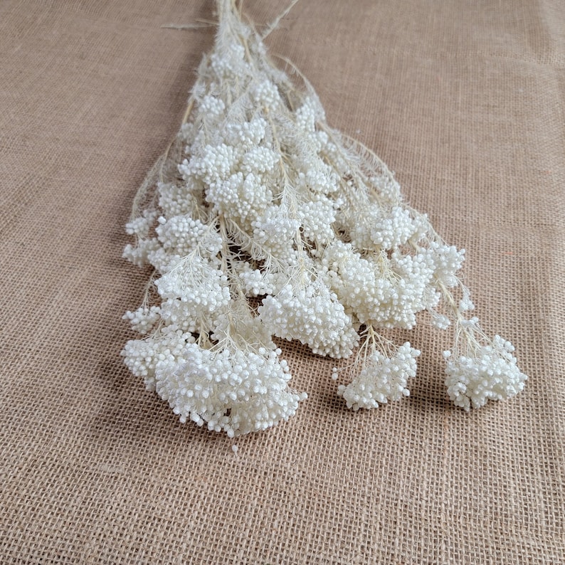 White Preserved rice flower, flowers for bouquets, wedding flowers, filler, dried flowers arrangements, Wedding decor, 1920tall, image 1