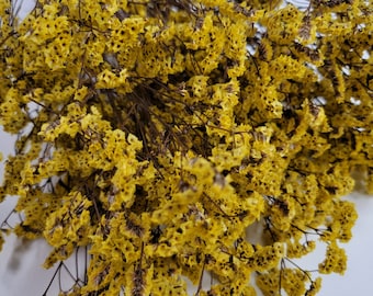 Yellow Preserved German Statice: Dried Limonium Flowers (19-20&quot; Tall)