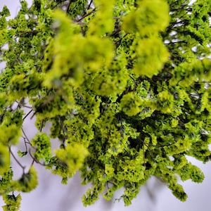 Green Preserved German Statice, Limonium Dried Flower, Crystal flowers, Floral arrangement, Wedding, DIY flower arranging, 19&quot;-20&quot;tall.