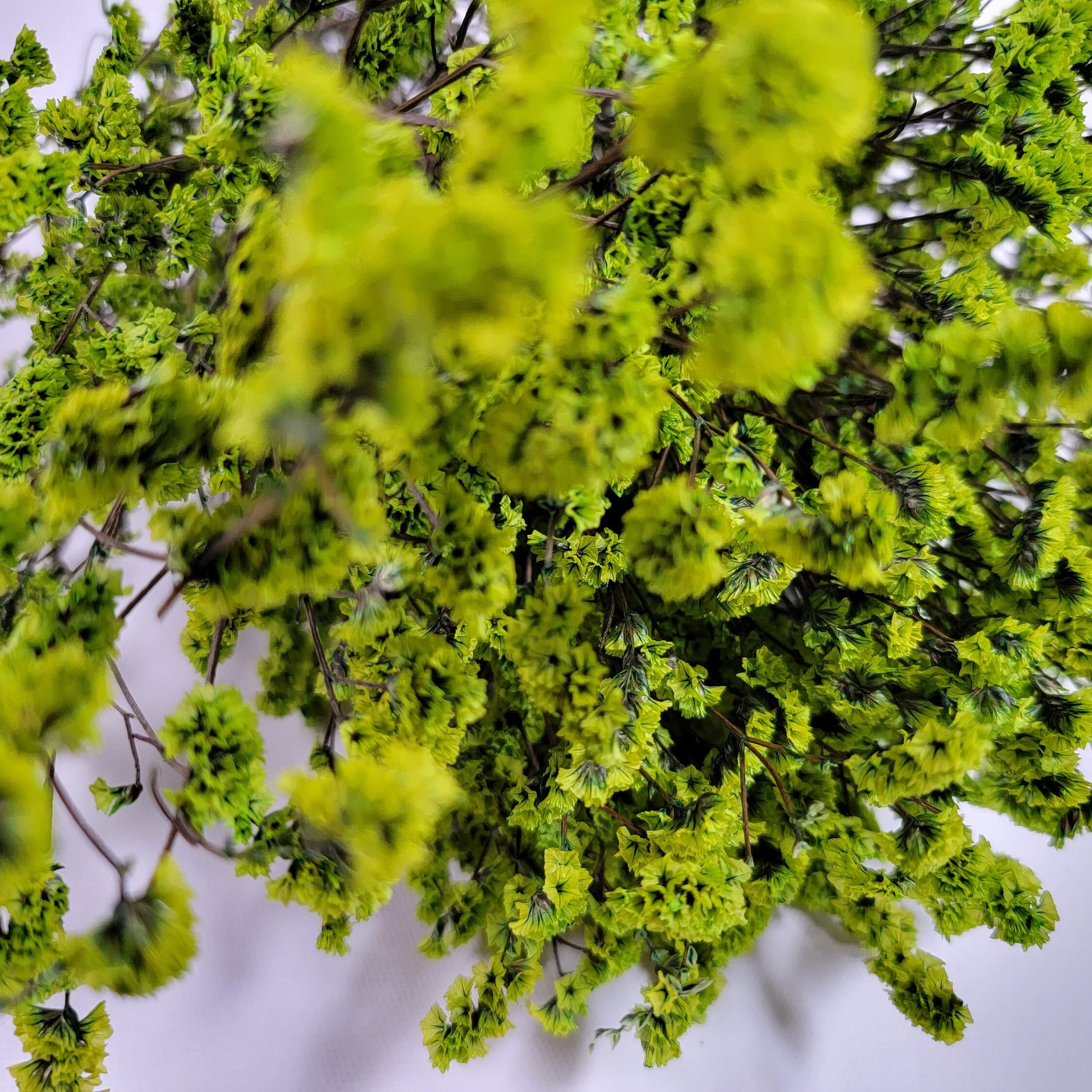 Green Preserved German Statice: Dried Limonium Flowers, DIY Floral Arrangement