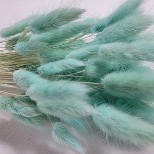 60 stems Blue Dried Bunny Tail Rabbit Grass Stems Lagurus Grass CHOOSE C0LOR Naturally Dried Boho Wedding Decor blue