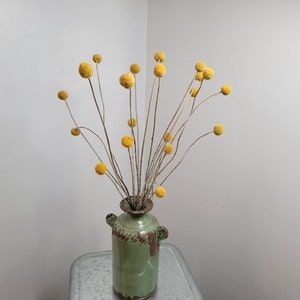 Yellow Craspedia Bundle: 20 Dried Billy Buttons, DIY Wedding Flowers