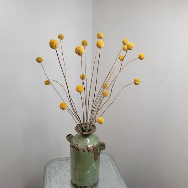 Craspedia 20 Stems, Long Stems, Yellow, Billy Balls, Billy Buttons, Natural Dried Yellow Wedding Flowers, Bundle of 20, DIY Wedding Bouquet