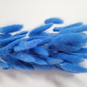 60 stems Blue Dried Bunny Tail Rabbit Grass Stems Lagurus Grass CHOOSE C0LOR Naturally Dried Boho Wedding Decor royal blue
