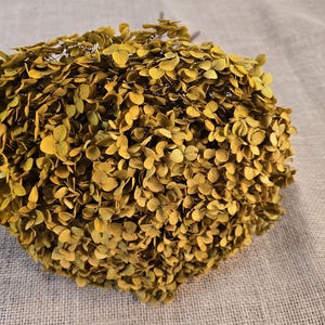 Preserved Hydrangea In Yellow, Preserved Hydrangea, Dried Hydrangea, Preserved Flowers, Dried Flowers, Real Flowers, Wedding Flowers