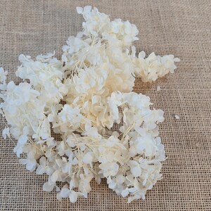 Beige Preserved Hydrangea: Real Dried Wedding Flowers image 6