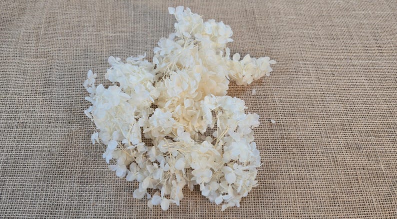 Beige Preserved Hydrangea: Real Dried Wedding Flowers image 6