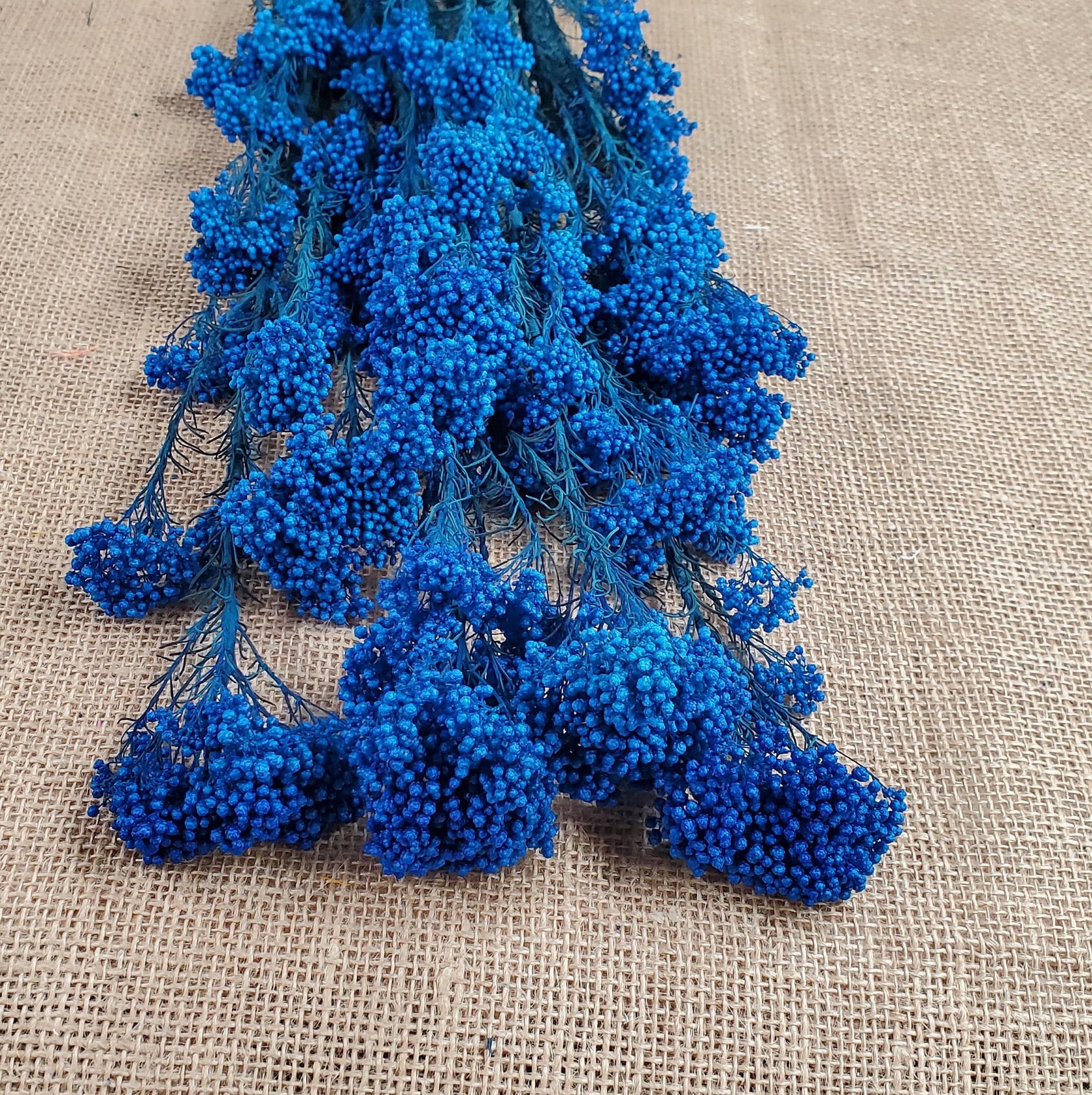 Royal Blue Preserved Rice Flower: Wedding Bouquet Filler (19-20" Tall)