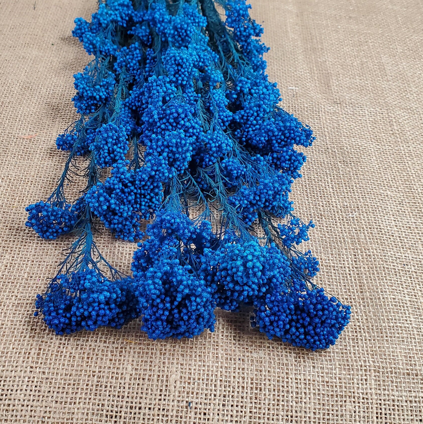 Preserved Aqua Blue Rice Flower, Blue Flowers for Bouquets, Blue Flowers  for Vase, Wedding Flowers, Filler, Blue Dried Flowers 