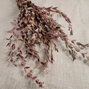 Orange Preserved Parvifolia Eucalyptus: Dried Small Leaf Stems