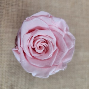 6 Pcs Light Pink Color Rose,  Preserved Rose, DIY Floral Arrangements, Home Decor, Wedding Roses